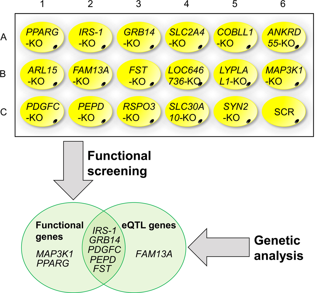 functional-screening-of-candidate-causal-genes-for-insulin-resistance